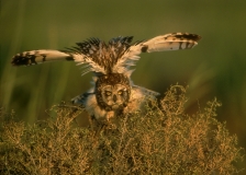 Short-eared Owl - 2