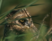 Short-eared Owl - 3