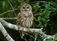 Barred Owl