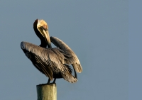 Brown Pelican