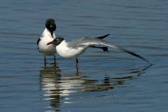 Laughing Gulls - 3