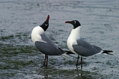 Laughing Gulls - 4