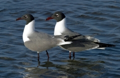 Laughing Gulls - 5