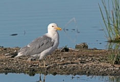 California Gull