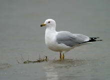 Ring-billed Gull