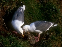 Western Gulls feeding chicks