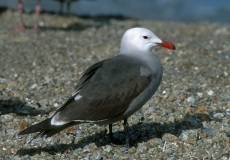 Heerman's Gull