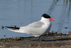 Caspian Tern