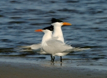 Royal Tern