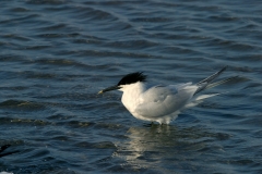 Sandwhich Tern