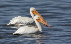White Pelican
