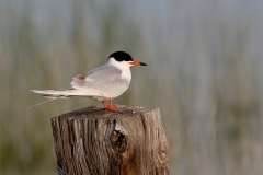 Forster's Tern