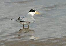 Least Tern