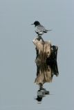 Black Tern - 1