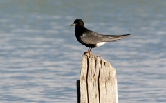 Black Tern - 2