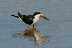 Black Skimmer