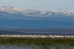 Pelican flock & Steens Mountain