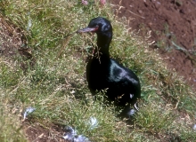 Pelagic Cormorant