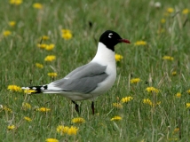 Franklin Gull - 1