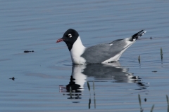 Franklin's Gull - 2