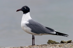 Laughing Gull - 1
