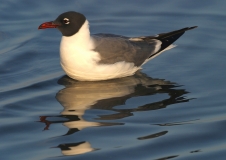 Laughing Gull - 2