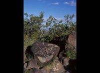 Bighorn Sheep (petroglyph)
