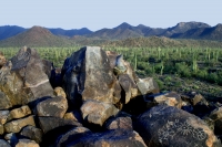 Saguaro National Park (petroglyph)