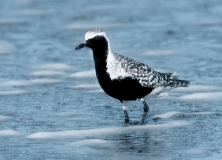 Black-bellied Plover