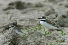 Wilson's Plover