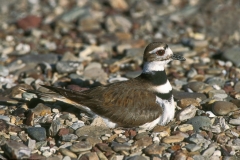 Killdeer - 1