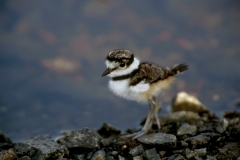 Killdeer chick - 2