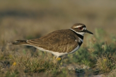 Killdeer - 3