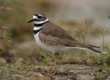 Killdeer - 4