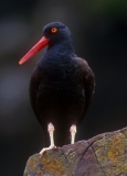 Black Oystercatcher - 1
