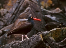 Black Oystercatcher - 2