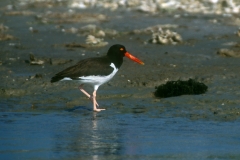 American Oystercatcher