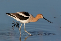 American Avocet
