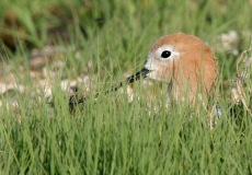 American Avocet - 2