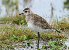 American Golden Plover