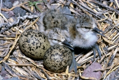 American Avocet hatchlings and eggs - 3