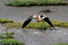 American Avocet - feigning - 4