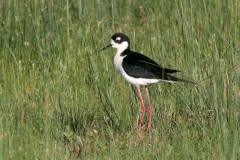 Black-necked Stilt - 1