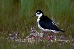 Black-necked Stilt w/chicks - 2