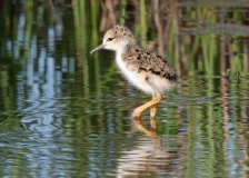 Black-necked Stilt Chick - 3
