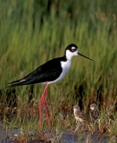 Black-necked Stilt w/chicks - 4