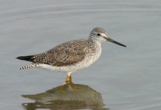 Greater Yellowlegs - 1
