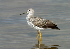 Greater Yellowlegs - 2