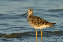 Greater Yellowlegs - 3