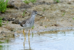 Lesser Yellowlegs
